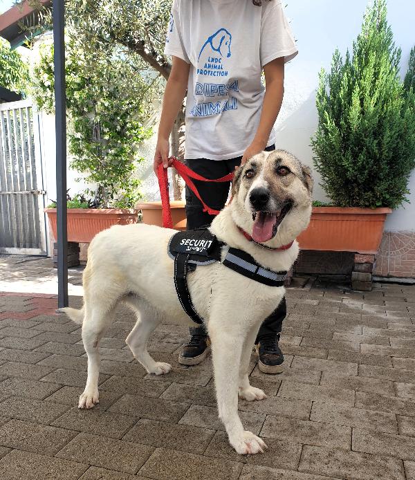 Coca Cagnolina D'oro